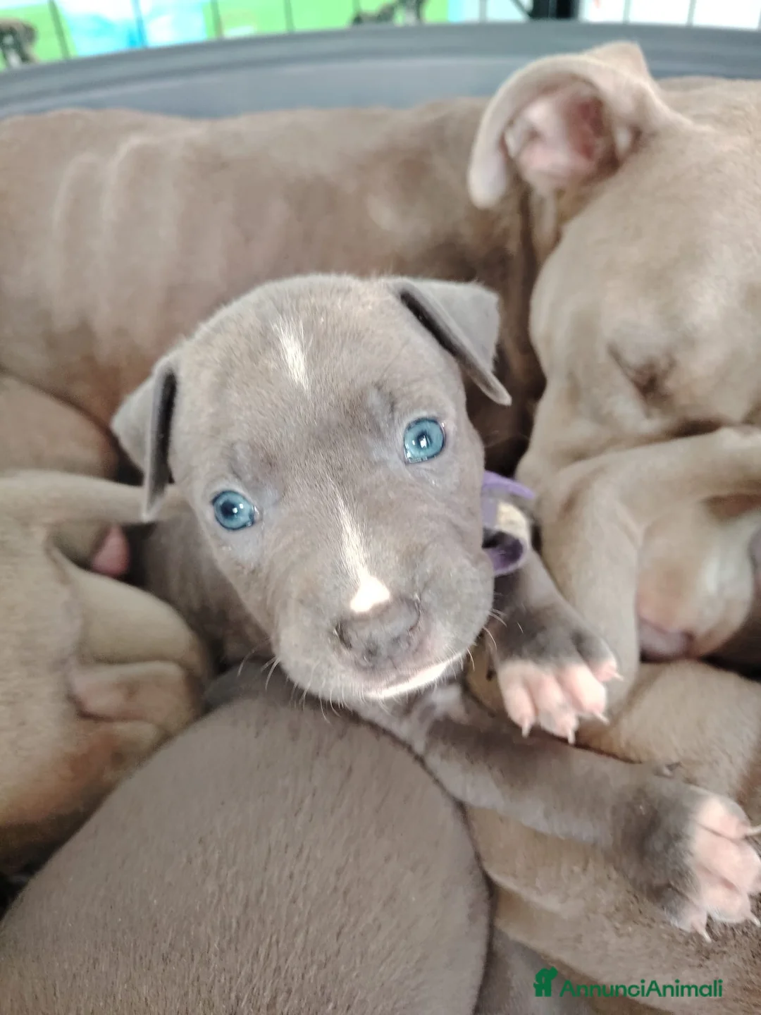 Pitbull cani in vendita: Meravigliosi e ricercati cuccioli di Pitbull - Annuncio 2