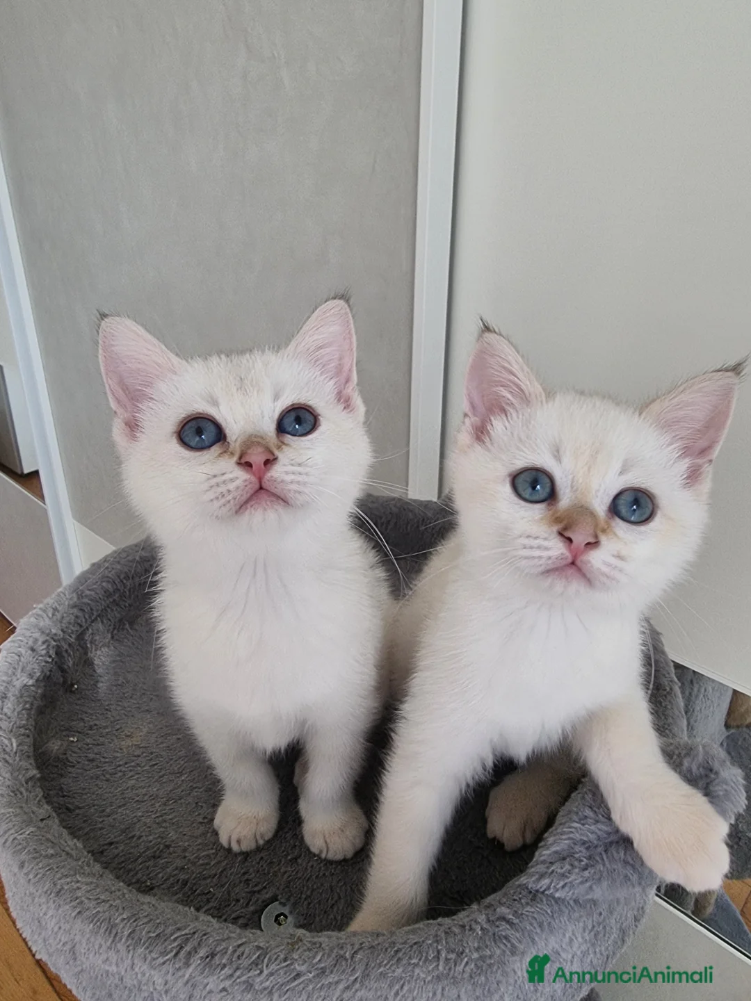 Scottish gatti in vendita: Gattini disponibili  - Annuncio 11