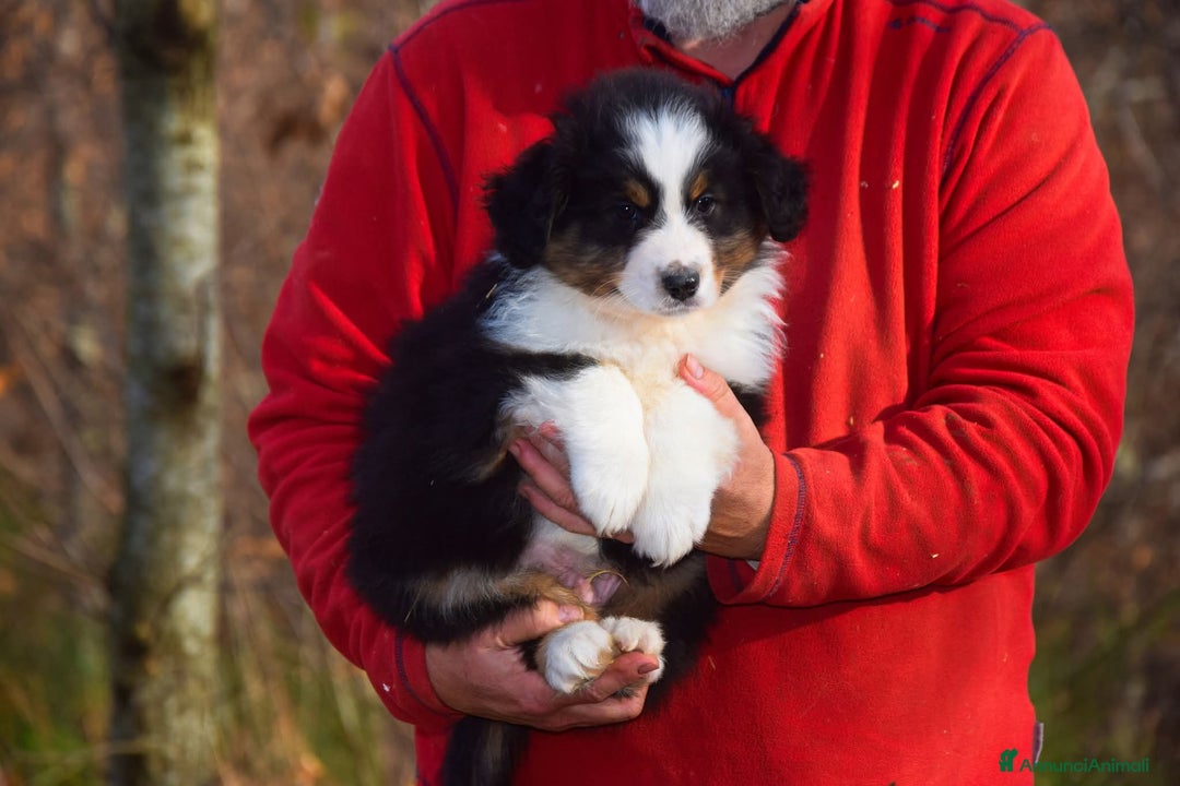Australian Shepherd cani in vendita: Cuccioli di pastore australiano pronta consegna  - Annuncio 4