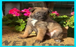Pastore Belga cani in vendita: Cuccioli Pastore Belga Laekenois  a Città Metropolitana di Firenze - Immagine 7