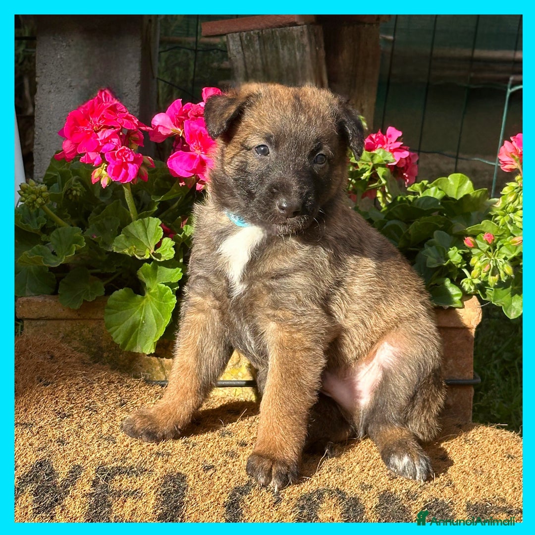 Pastore Belga cani in vendita: Cuccioli Pastore Belga Laekenois  a Città Metropolitana di Firenze - Immagine 7