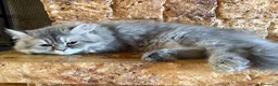 Persiano gatti in vendita: Dolce cucciola di persiano  - Annuncio 5