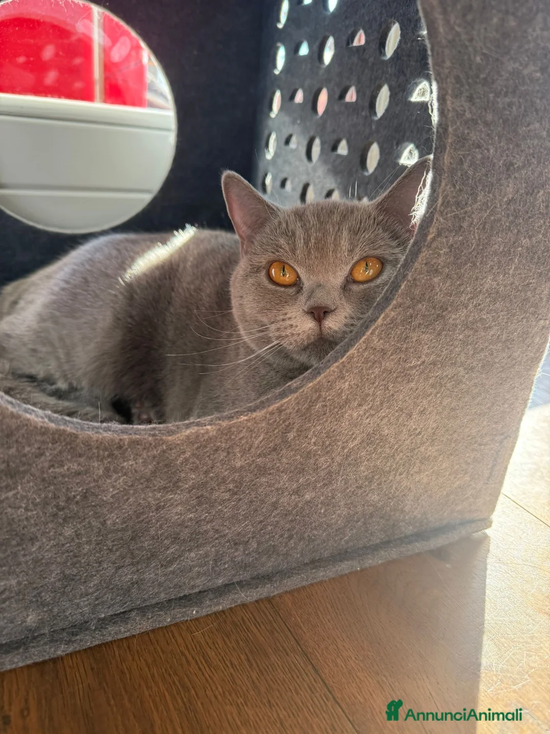 Scottish gatti in vendita: Gattino scottish straight black silver shaded - Annuncio 9