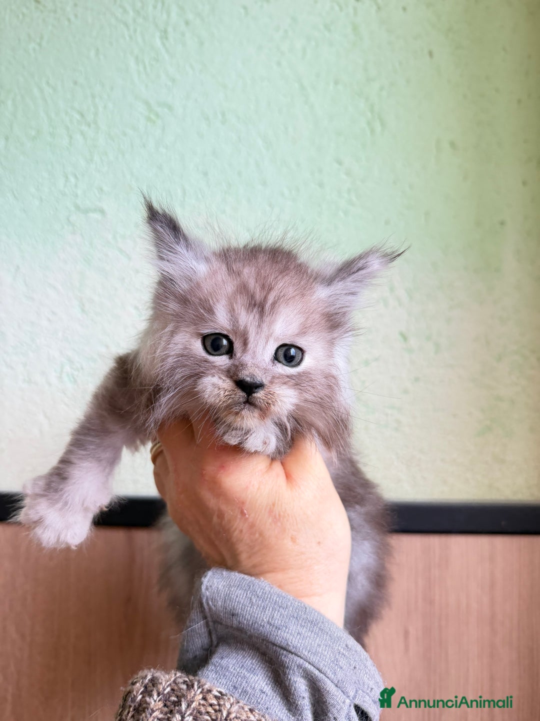 Maine Coon gatti in vendita: Maine Coon  - Annuncio 4