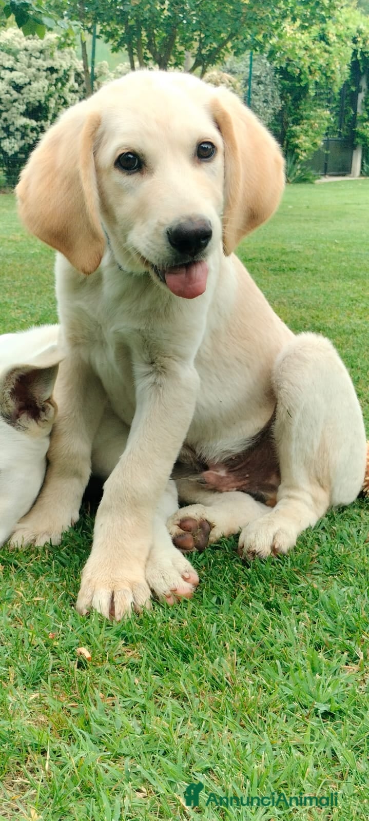 Meticcio cani Tommy - Annuncio 9