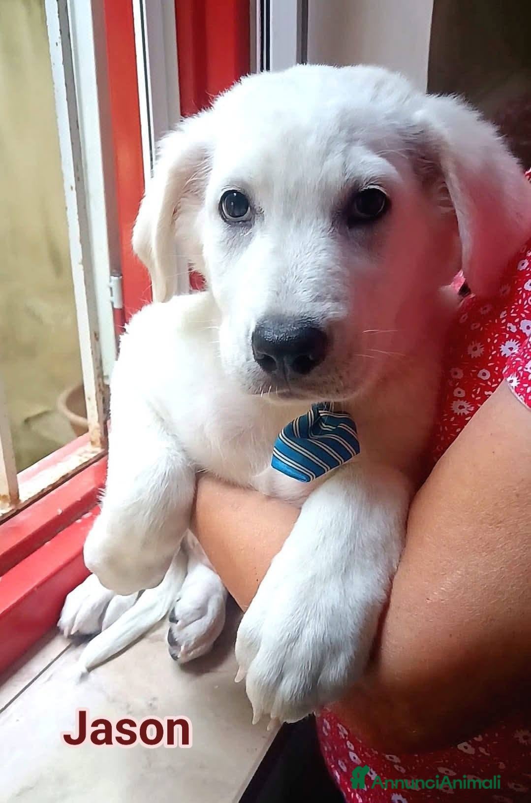 Meticcio cani Jason - Annuncio 34