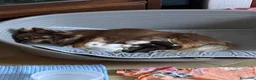 Chihuahua cani in vendita: Cuccioli di chihuahua con pedigree - Annuncio 8