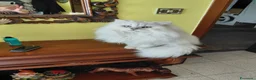 Persiano gatti in vendita: PERSIANO  CHINCHILLA- SILVER - Annuncio 5
