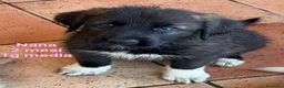 Meticcio cani in regalo: CUCCIOLI ABBANDONATI: EMERGENZA  a Città metropolitana di Milano - Annuncio 7