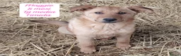 Meticcio cani in regalo: Meticci dimenticati da tutti  a Provincia di Pavia - Annuncio 2