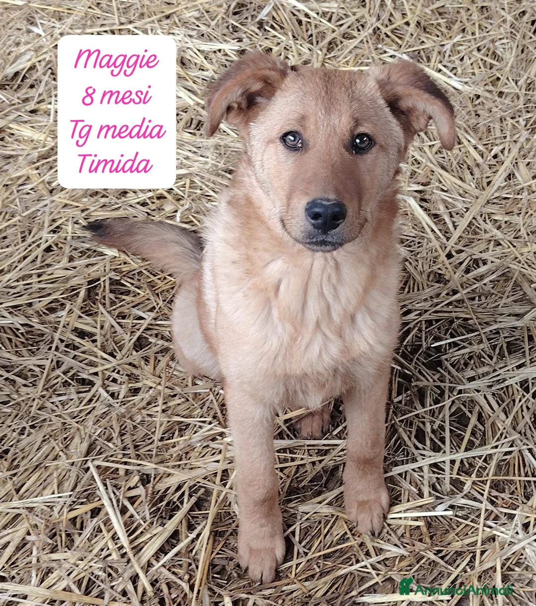 Meticcio cani in regalo: Meticci dimenticati da tutti  a Provincia di Pavia - Annuncio 2