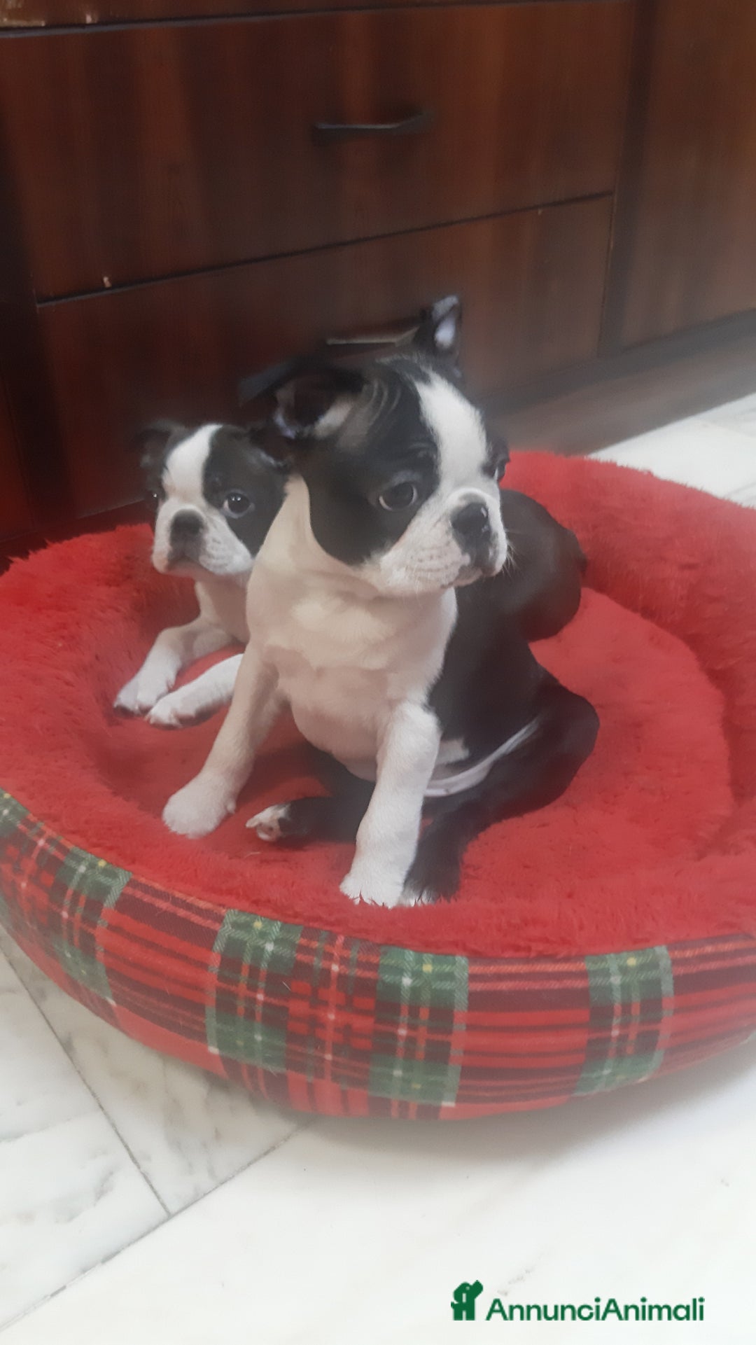 Boston Terrier cani in vendita: Cucciolo di Boston terrier con pedigree ENCI/FCI  - Annuncio 1