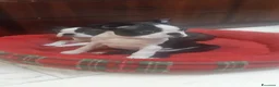 Boston Terrier cani in vendita: Cucciolo di Boston terrier con pedigree ENCI/FCI  - Annuncio 3