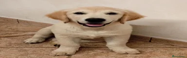 Golden Retriever 1