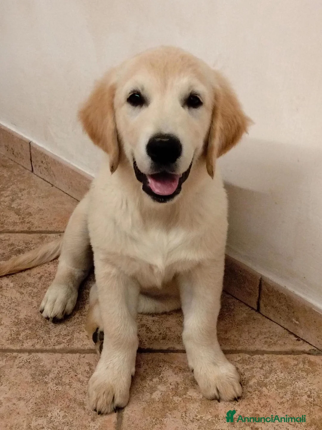 Golden Retriever cani in vendita: Ultimi 2 cuccioli Golden Retriever - Annuncio 2