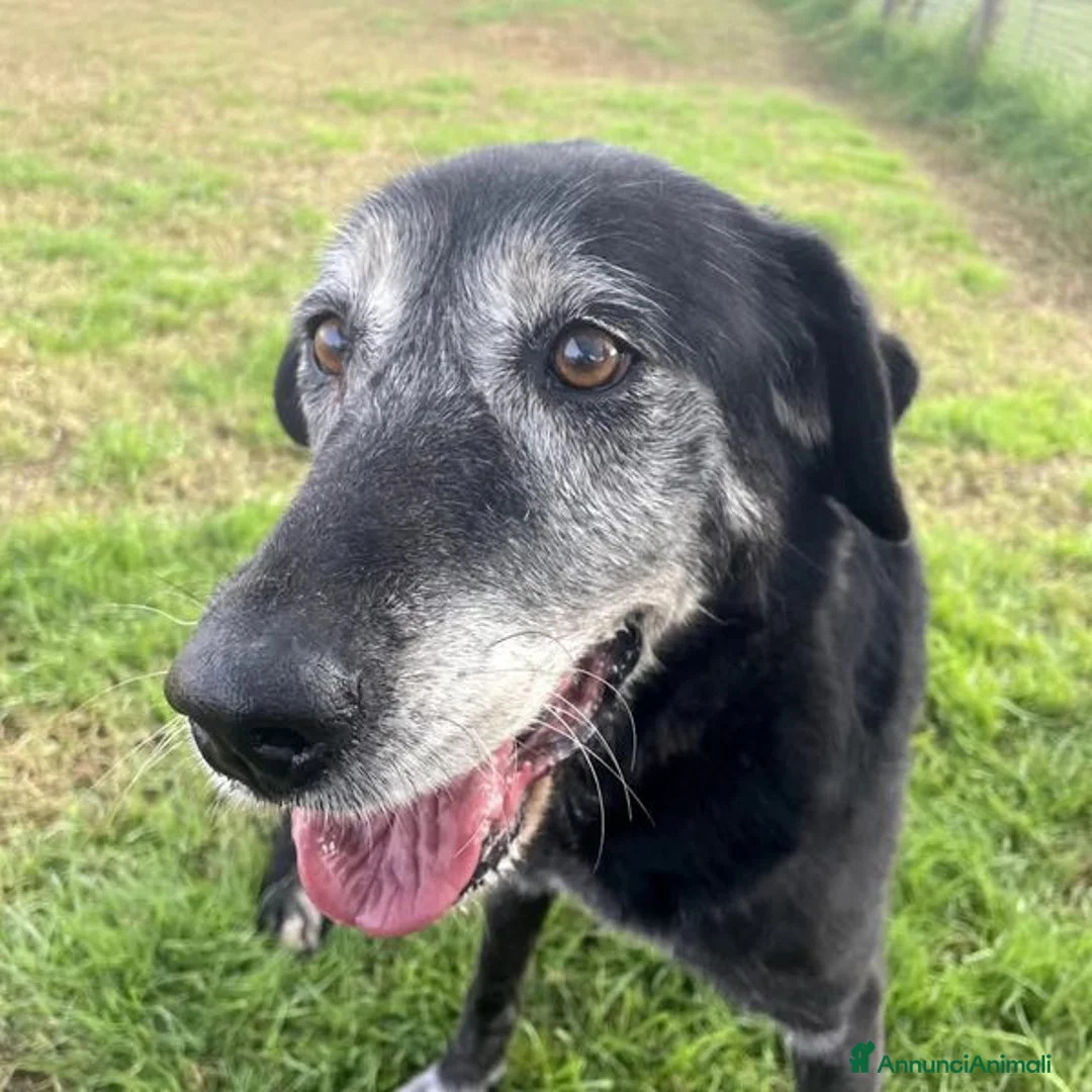 Meticcio cani in regalo: Adozione del cuore - Margherita a Provincia di Latina - Annuncio 2