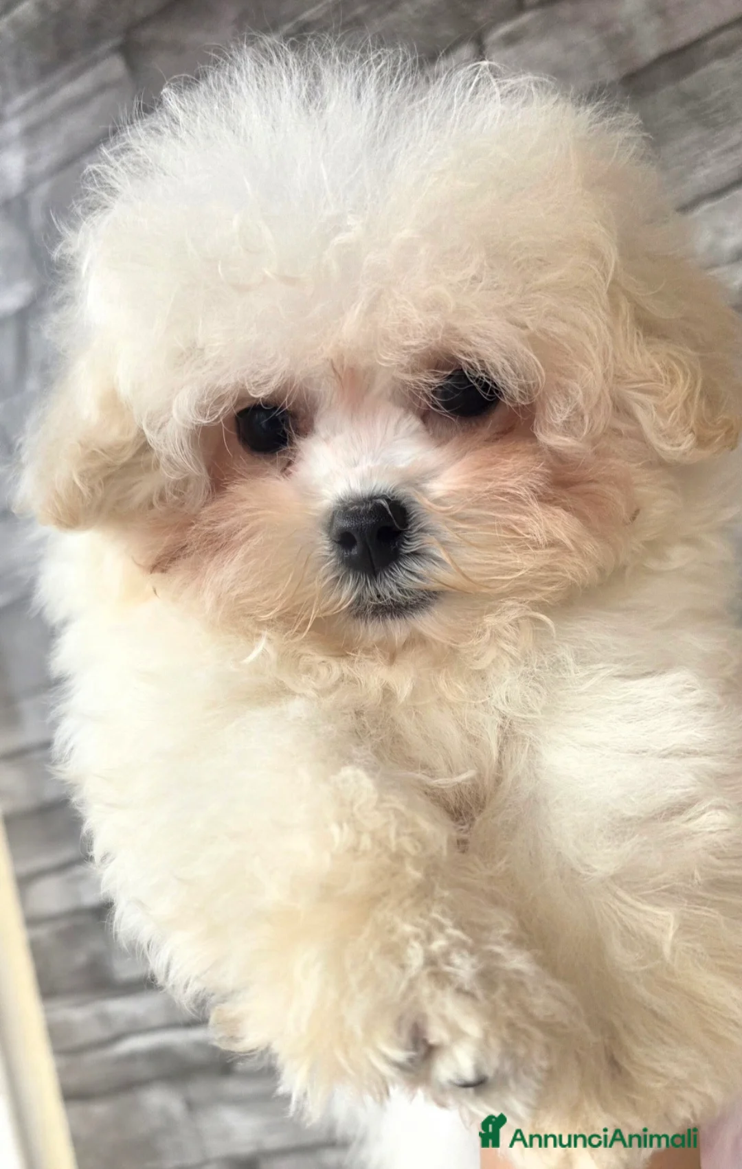 Meticcio cani in vendita: Maltipoo  - Annuncio 3