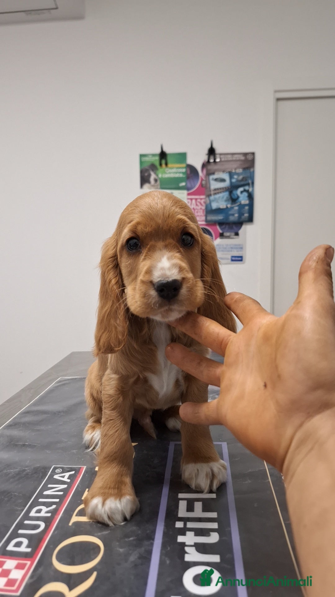 Cocker cani Meravigliosi cuccioli di cocker  - Annuncio 1