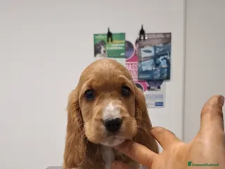 Cocker cani Meravigliosi cuccioli di cocker - Annuncio 1