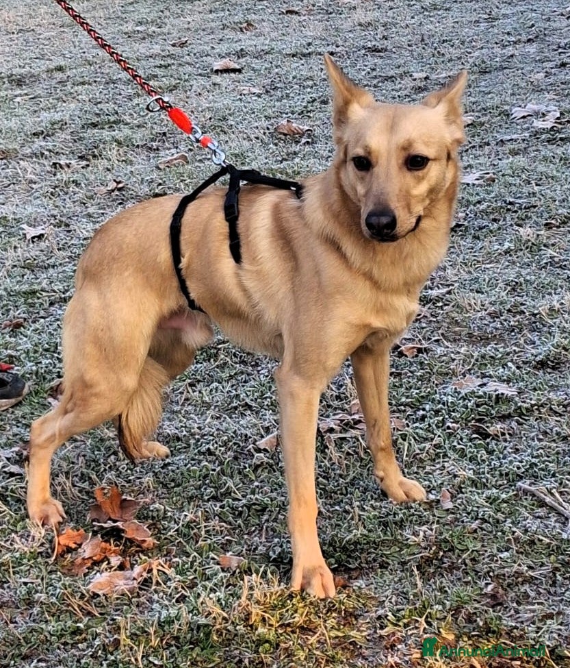 Meticcio cani MANUEL DOLCISSIMO CAGNOLINO - Annuncio 1