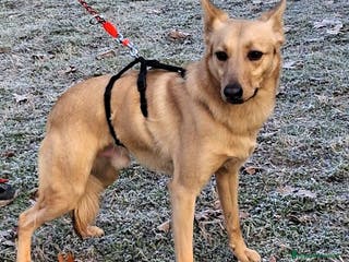 Meticcio cani MANUEL DOLCISSIMO CAGNOLINO - Annuncio 1