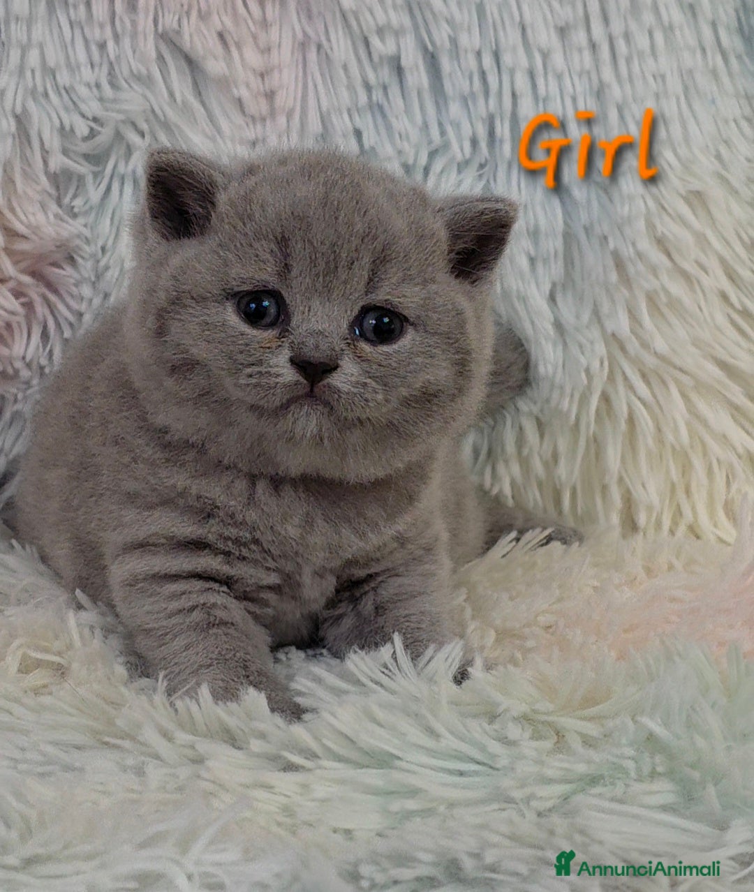 British gatti in vendita: Cucciole British shorthair  - Annuncio 9