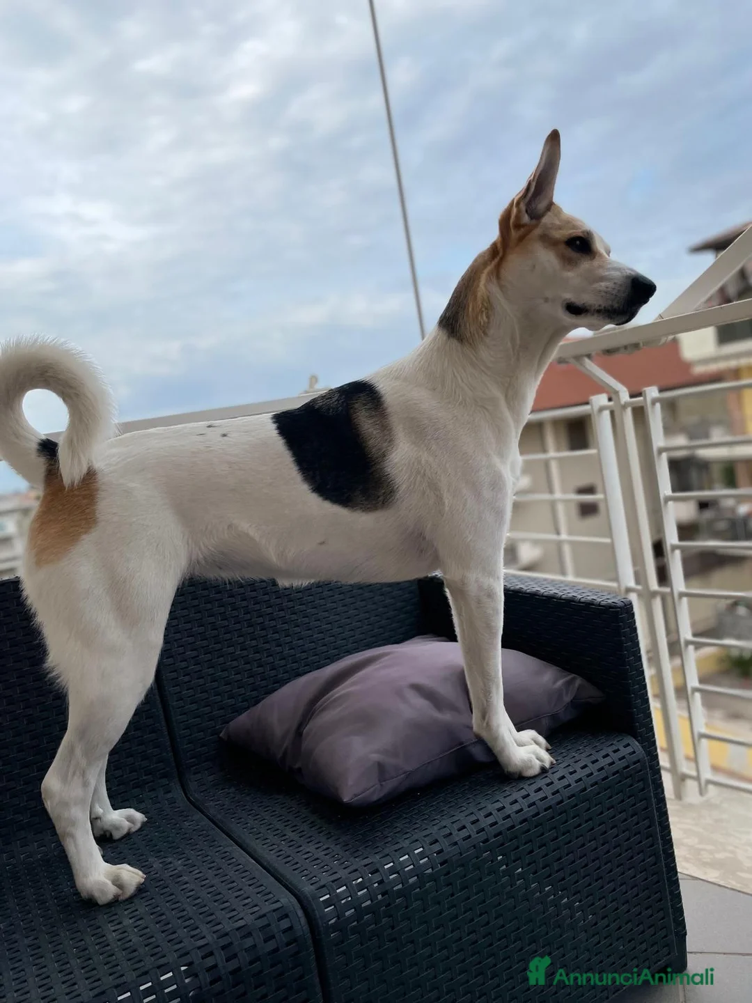 Meticcio cani in regalo: India cerca nuova famiglia  - Annuncio 4