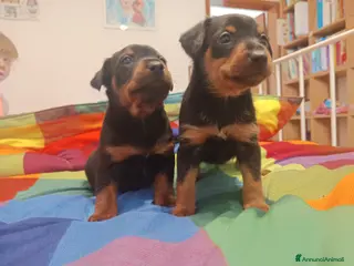 Pinscher Miniatura cani in vendita: Pinscher nani pedigree ENCI - Annuncio 1