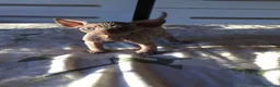 Sphynx gatti in vendita: Cuccioli di sphynx con pedigree  - Annuncio 5