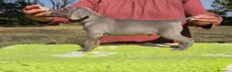 Weimaraner cani in vendita: Cuccioli Weimaraner - Annuncio 8