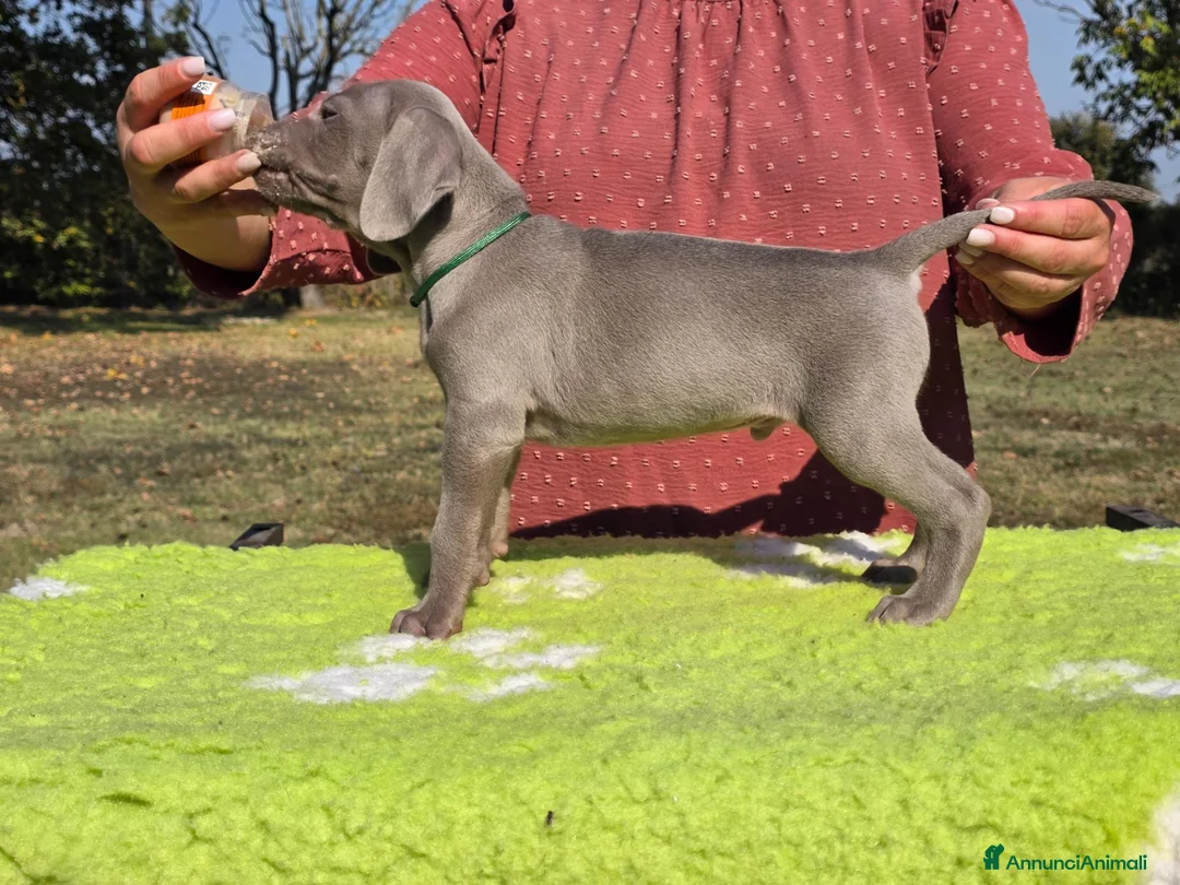 Weimaraner cani in vendita: Cuccioli Weimaraner - Annuncio 8