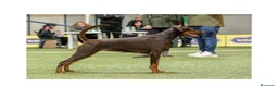 Dobermann cani in vendita: CUCCIOLI DOBERMANN CON PEDIGREE – DISPONIBILI  - Annuncio 7