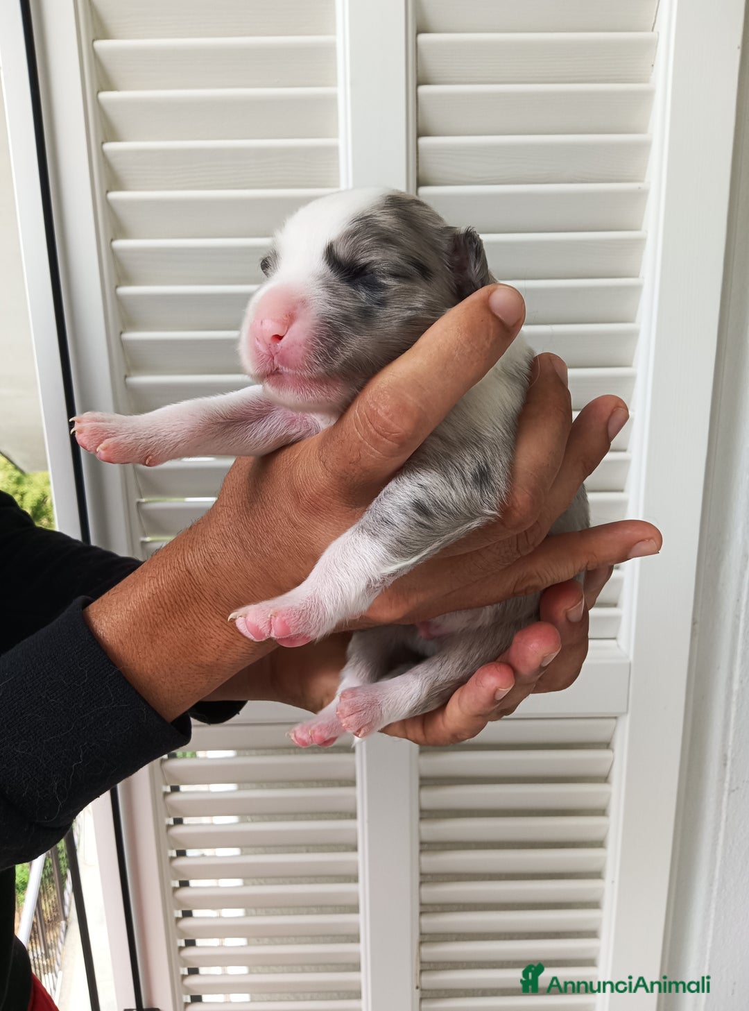 Border Collie cani in vendita: Cuccioli Border Collie a Città Metropolitana di Torino - Immagine 30