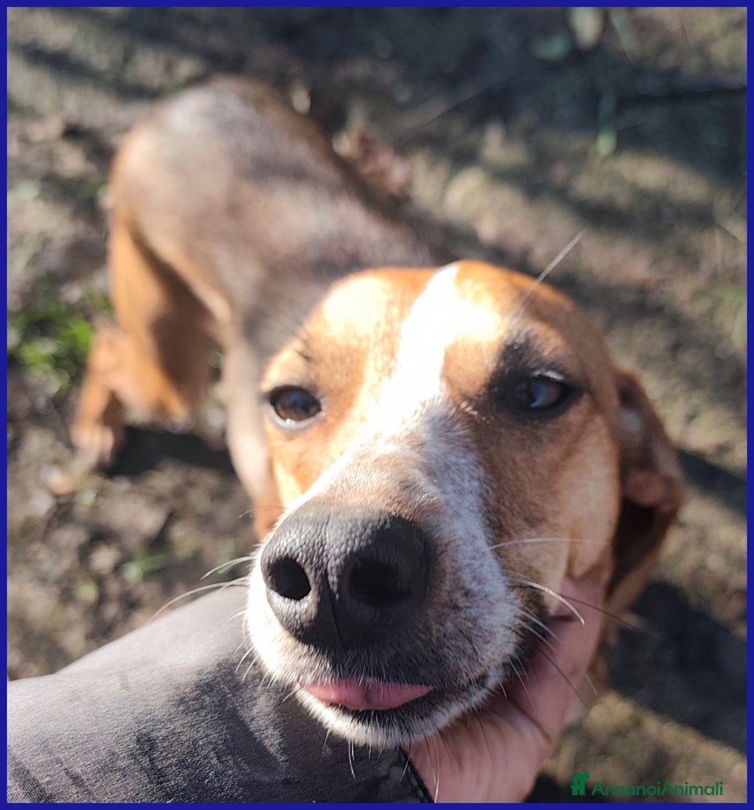 Meticcio cani in regalo: ALPENLIEBE, TENERA PICCOLETTA DI 4 ANNI  - Annuncio 12