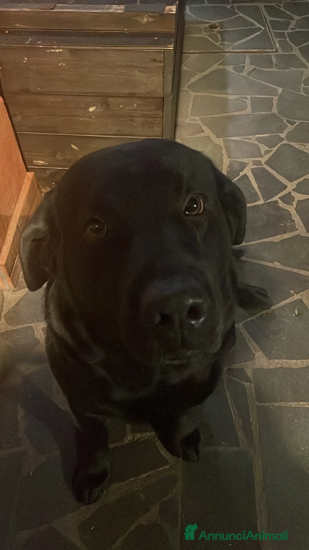 Labrador cani per accoppiamento: blu cerca fidanzata (non vogliamo soldi) - Annuncio 6