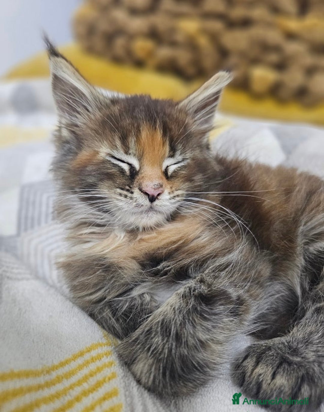 Maine Coon gatti in vendita: Cuccioli di Maine Coon ❤️ - Annuncio 9