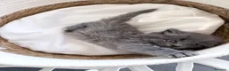 Siberiano gatti in vendita: Gattini siberiani - Annuncio 9