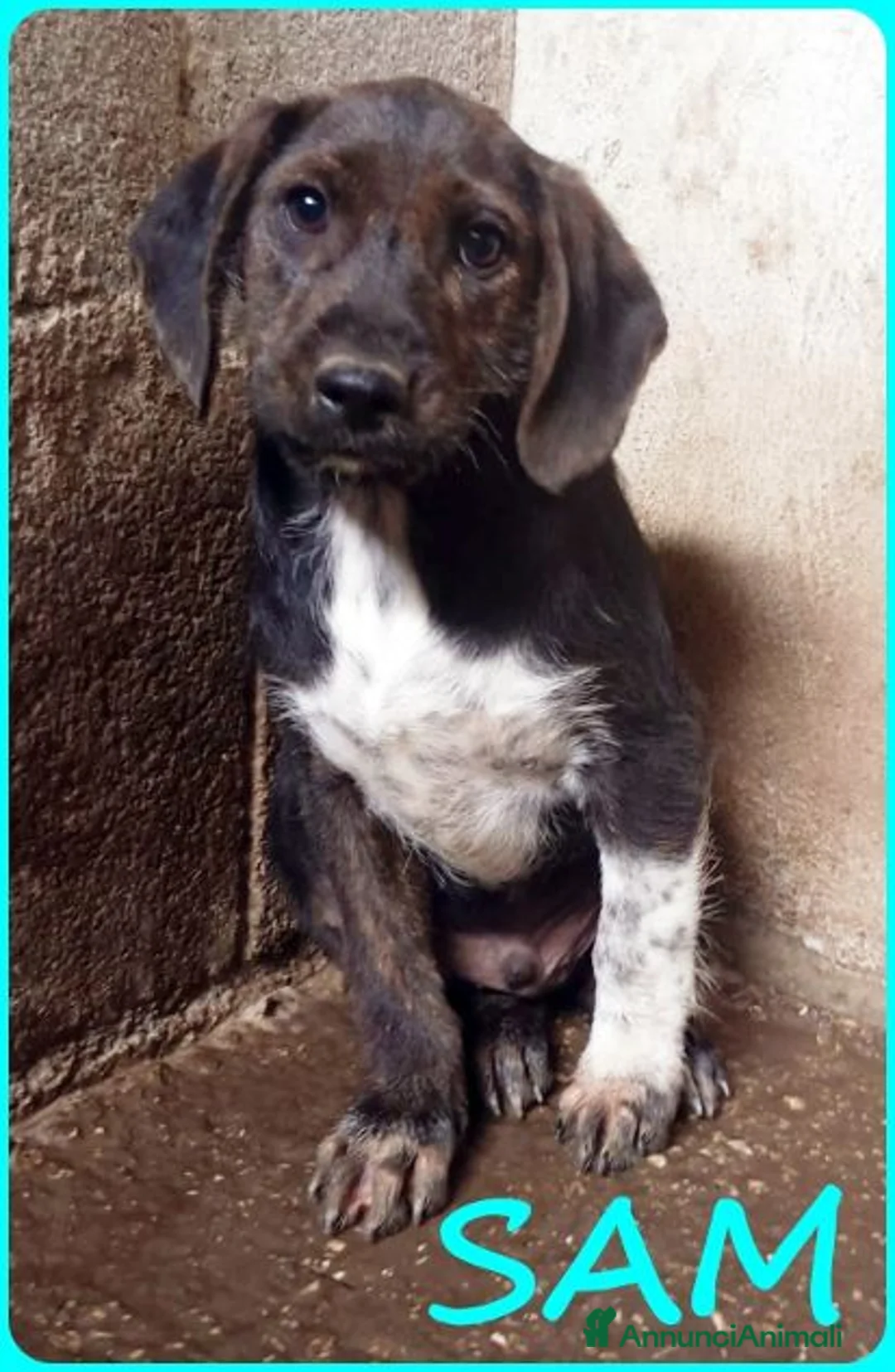 Meticcio cani in regalo: FRED e SAM adorabili cuccioli tg mediopicc. - Annuncio 6