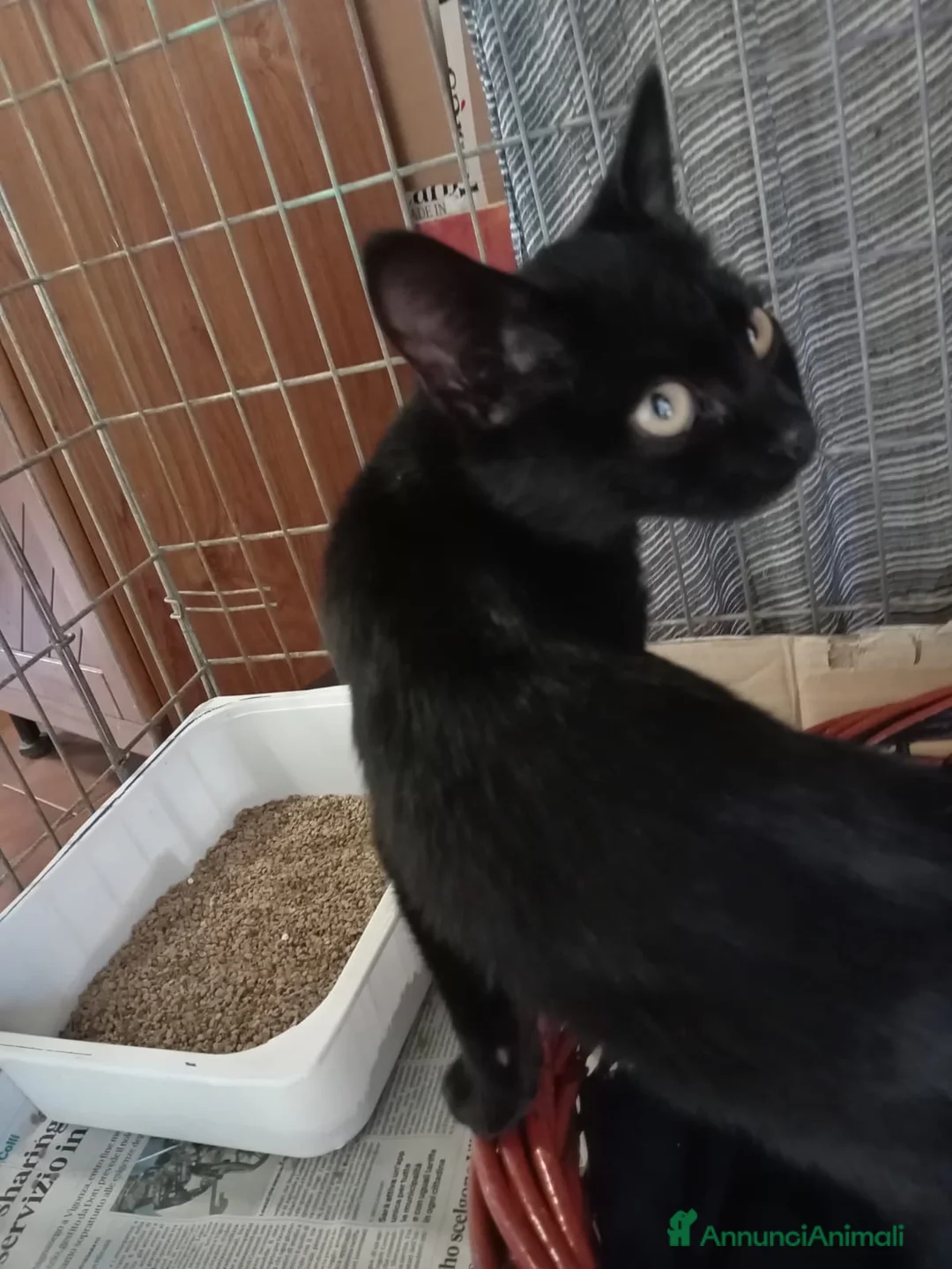 Europeo gatti in regalo: gatto nero 3 mesi cerca casa❤️ - Annuncio 2