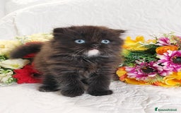 Scottish gatti in vendita: Scottish fold Occhi Azzurri  a Città Metropolitana di Genova - Immagine 2