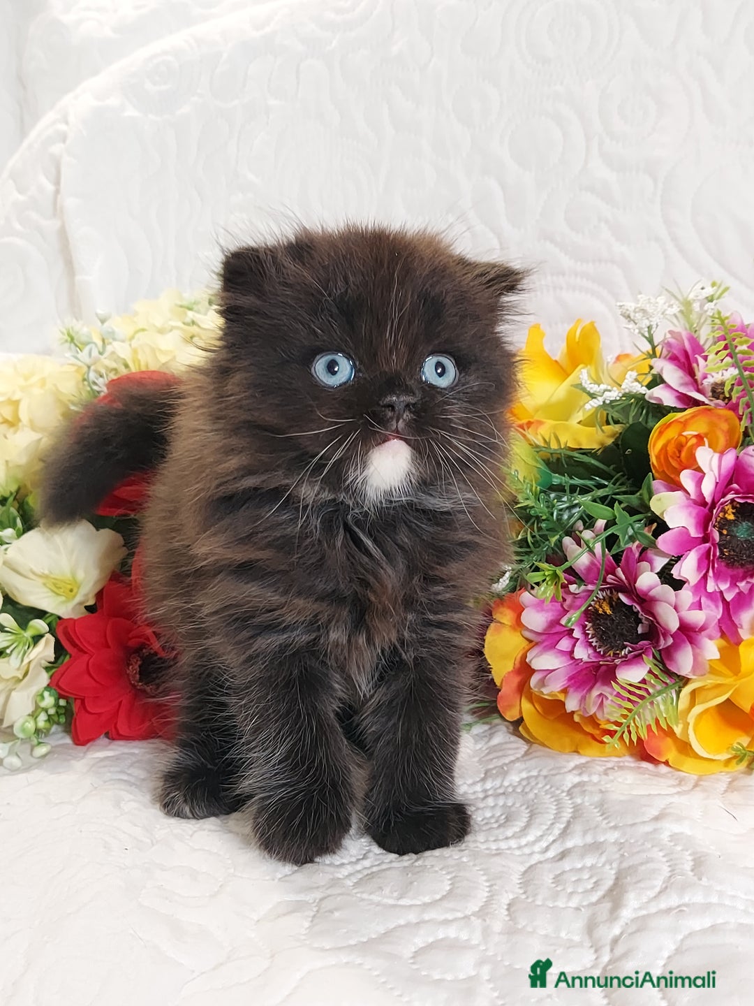 Scottish gatti in vendita: Scottish fold Occhi Azzurri  a Città Metropolitana di Genova - Immagine 2