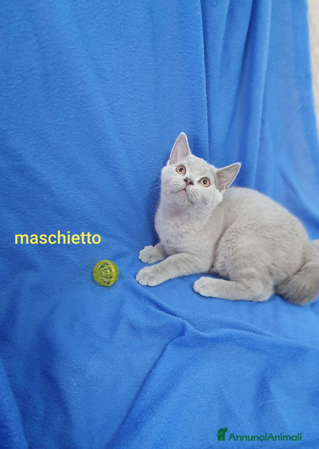 Scottish gatti in vendita: Scottish fold e straight  a Provincia di Frosinone - Immagine 4