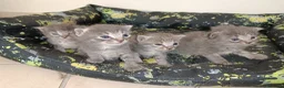 Certosino gatti in vendita: Gattini nati il 13 aprile  - Annuncio 5