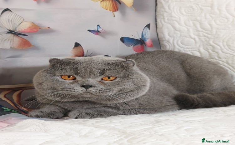 Scottish gatti - Annuncio 16