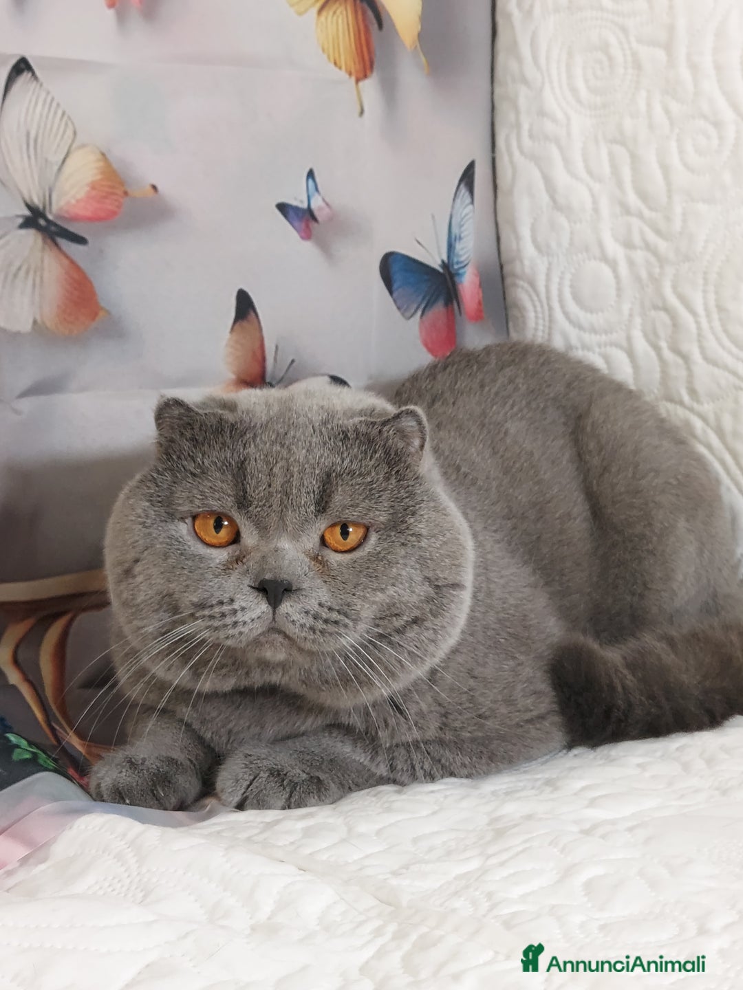 Scottish gatti in vendita: Scottish fold blue - Annuncio 1