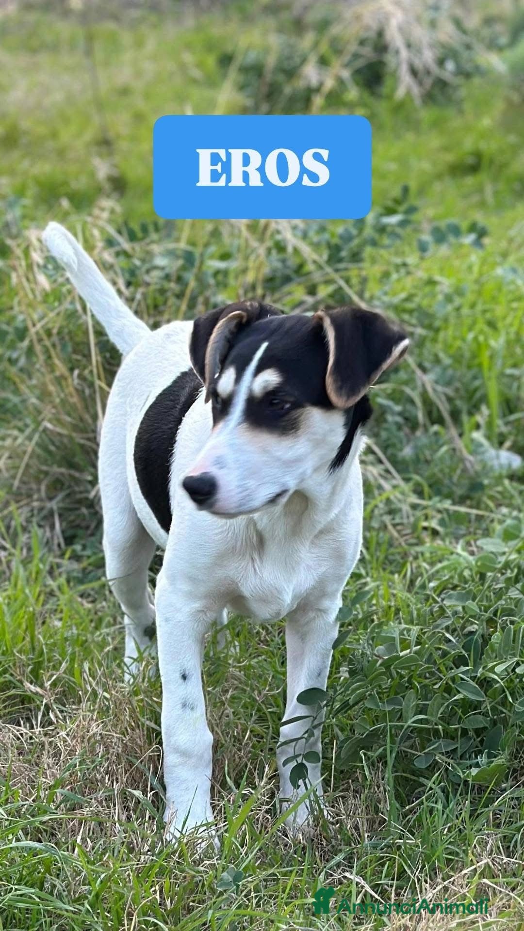 Meticcio cani Eros cerca casa - Annuncio 19