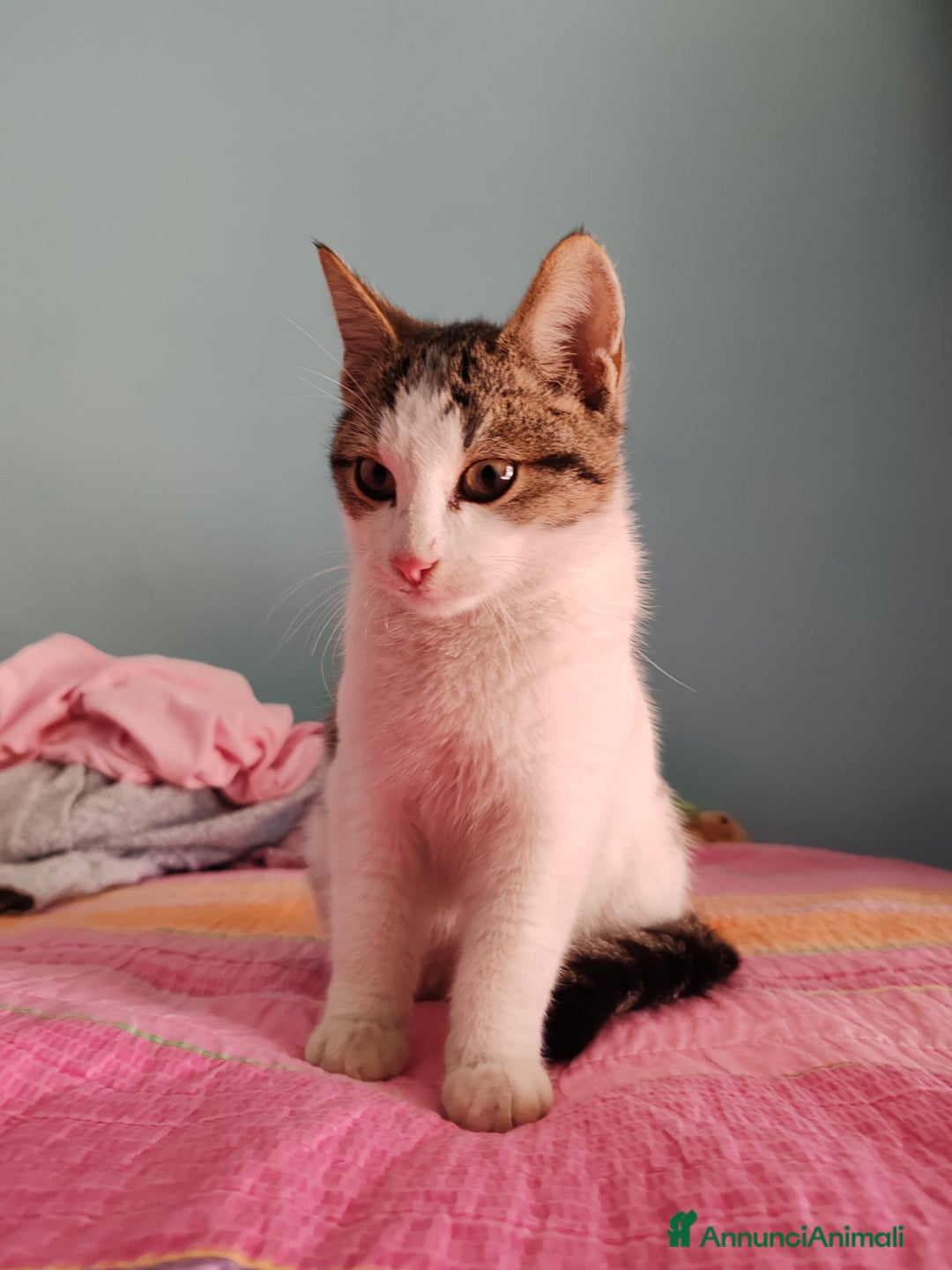 Europeo gatti in regalo: PICCOLO CECE  - Annuncio 3