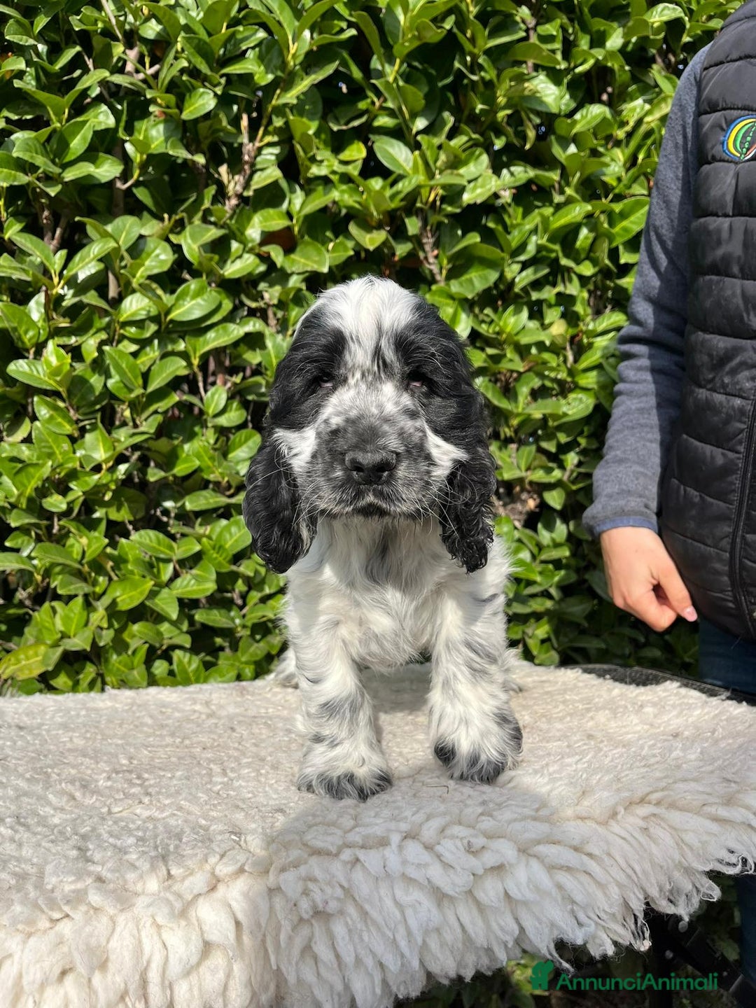 Cocker cani in vendita: Cocker spaniel inglese con pedigree - Annuncio 12