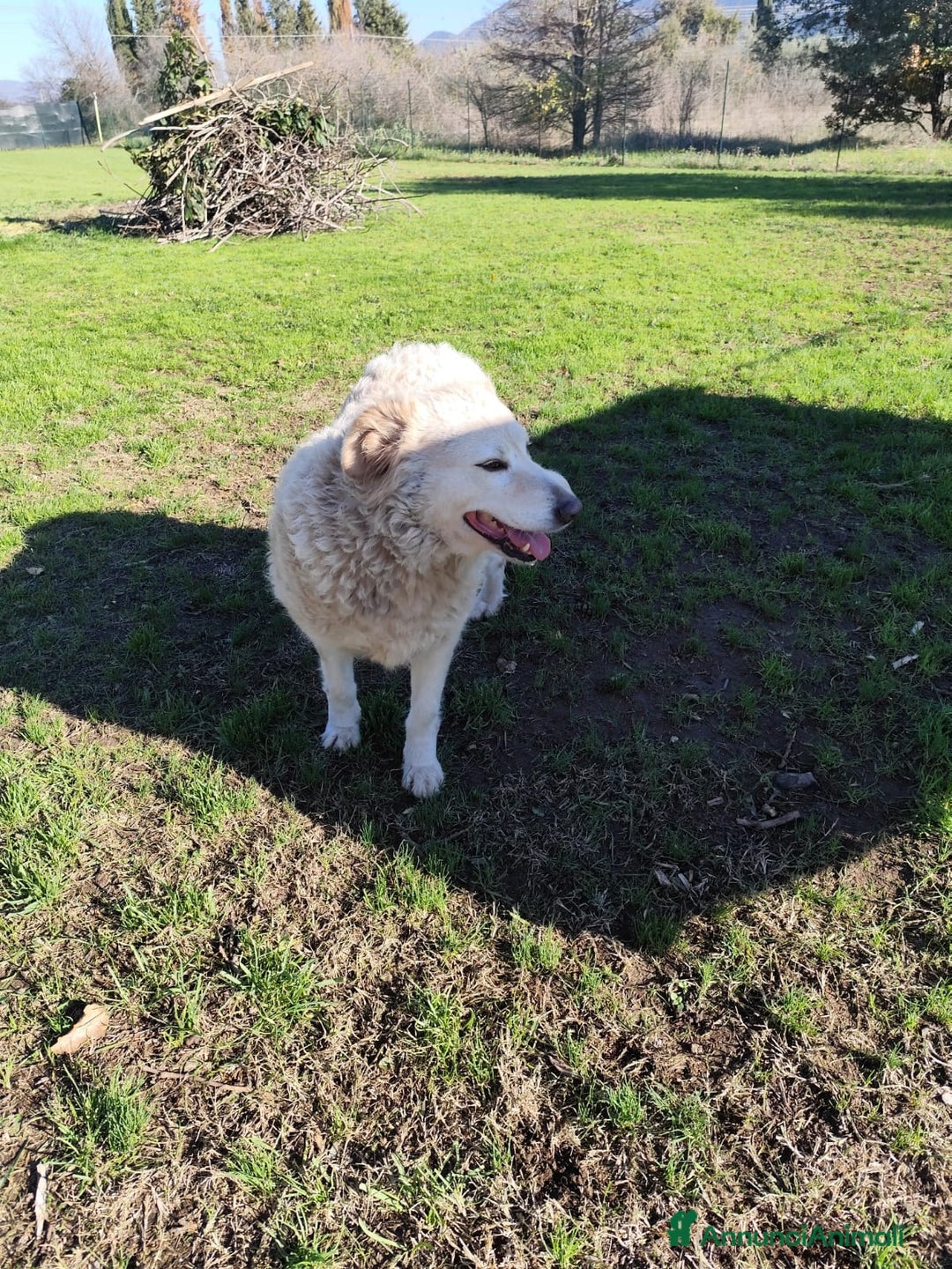 Pastore Maremmano cani in regalo: BLANCA pastore maremmano femmina⁹ - Annuncio 9