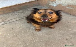 Meticcio cani in regalo: Snoopy, 10 anni a Provincia di Bergamo - Immagine 3